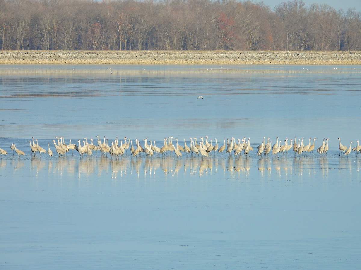 Журавель канадський - ML646804053