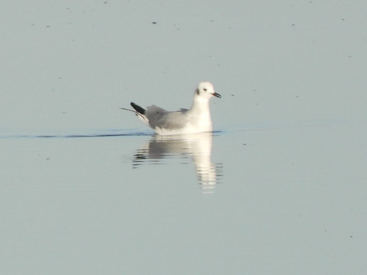 kanadahettemåke - ML646804054