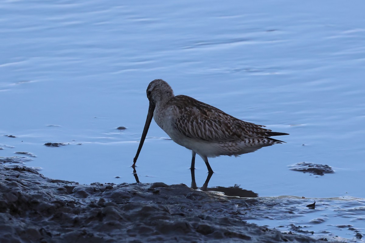Barge rousse - ML646804056