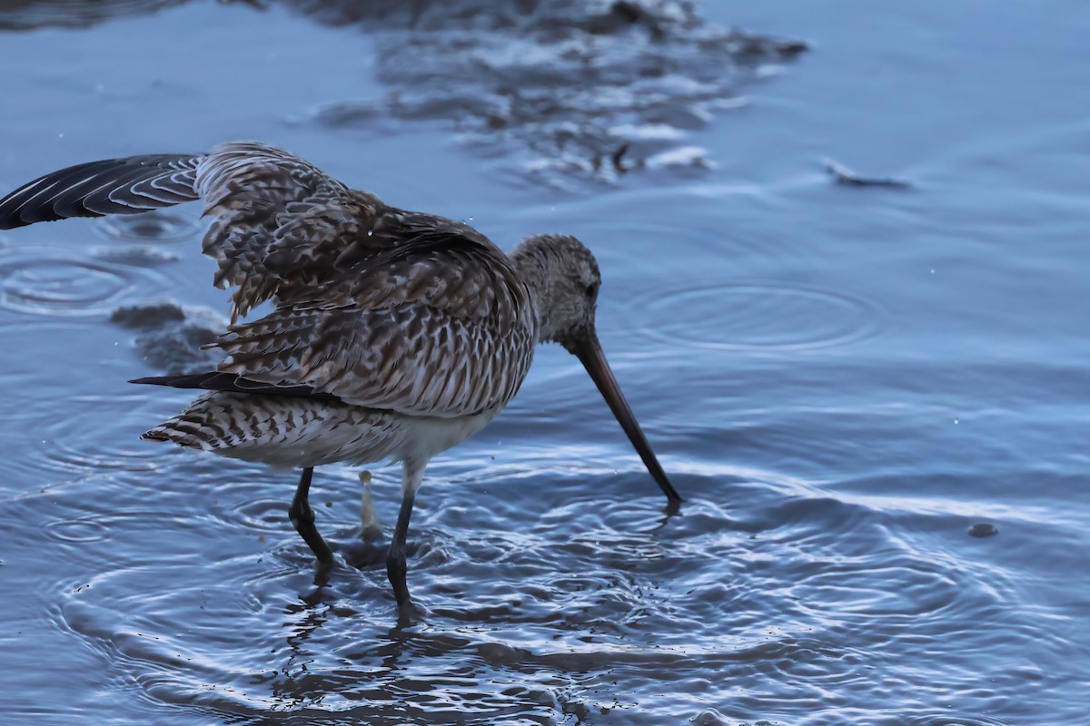 Barge rousse - ML646804058