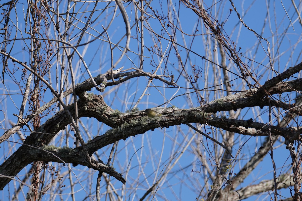 Orange-crowned Warbler - ML646804060