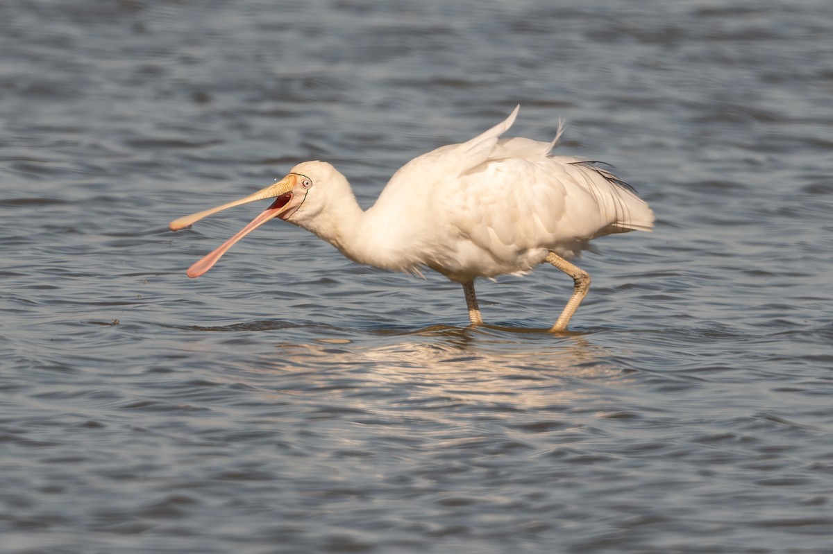 Gelbschnabellöffler - ML646804061