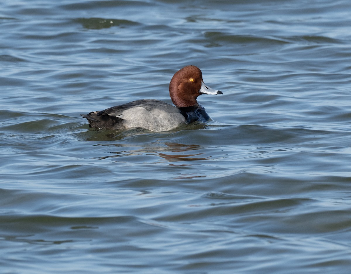 Redhead - ML646804062
