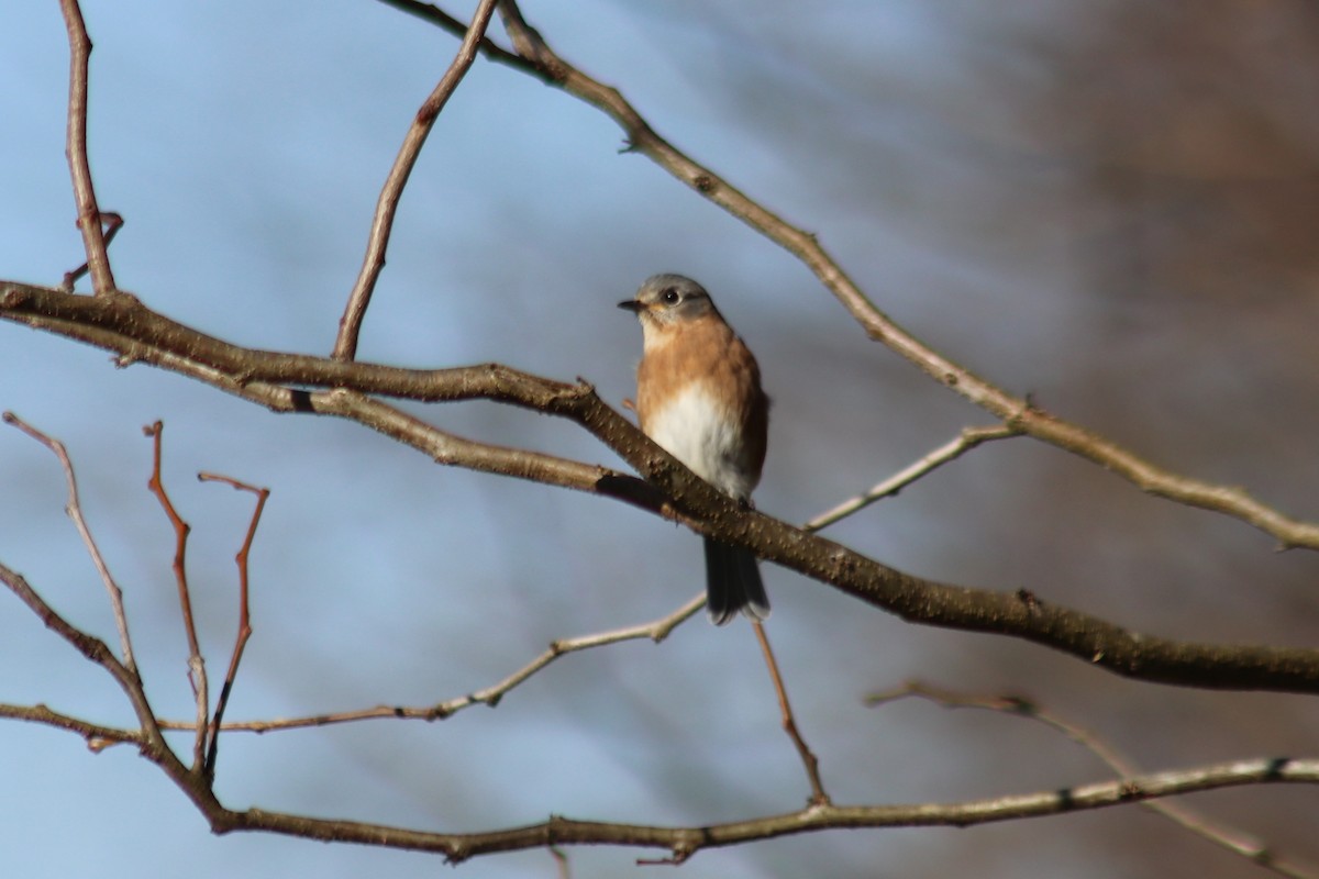 Azulejo Oriental - ML646804073