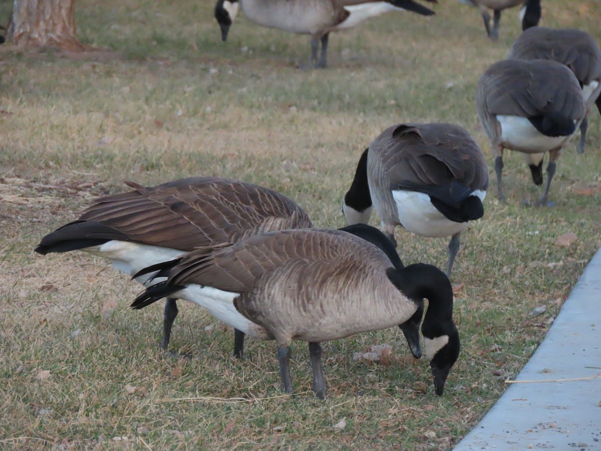 berneška velká [skupina canadensis] - ML646804074