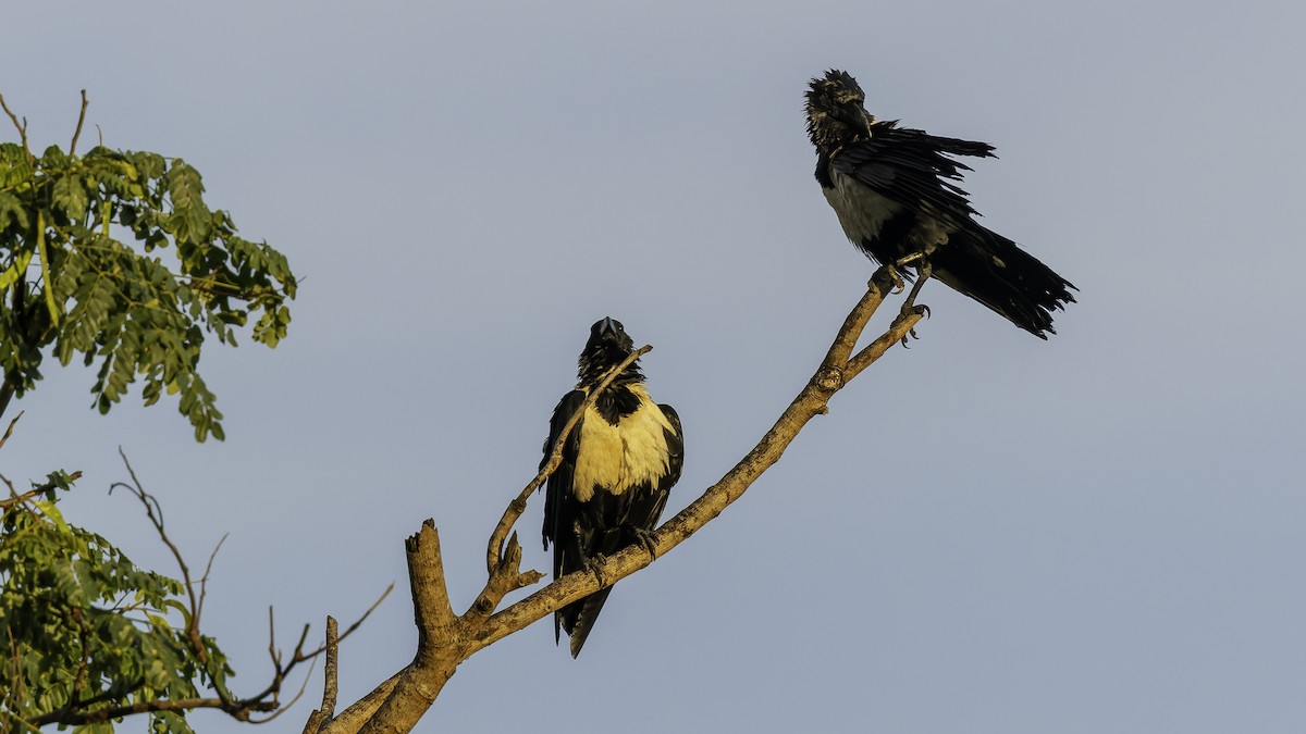 Pied Crow - ML646804078