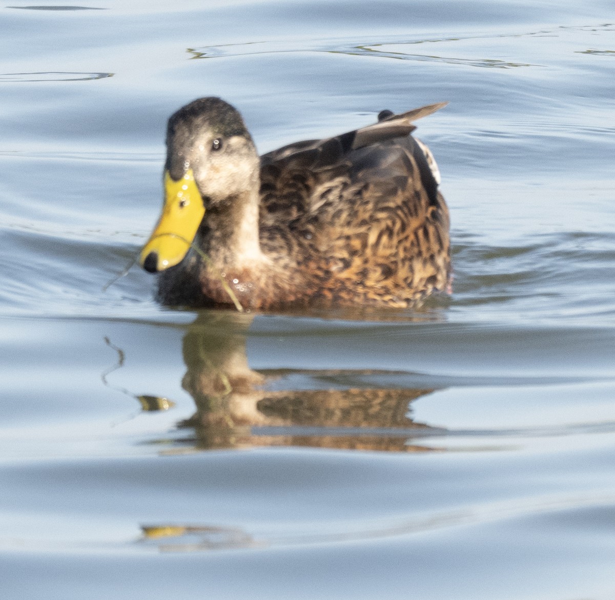 Mottled Duck - ML646804079