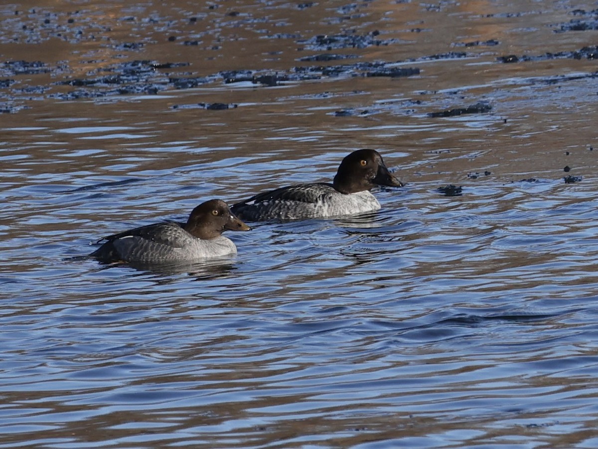 Common Goldeneye - ML646804080
