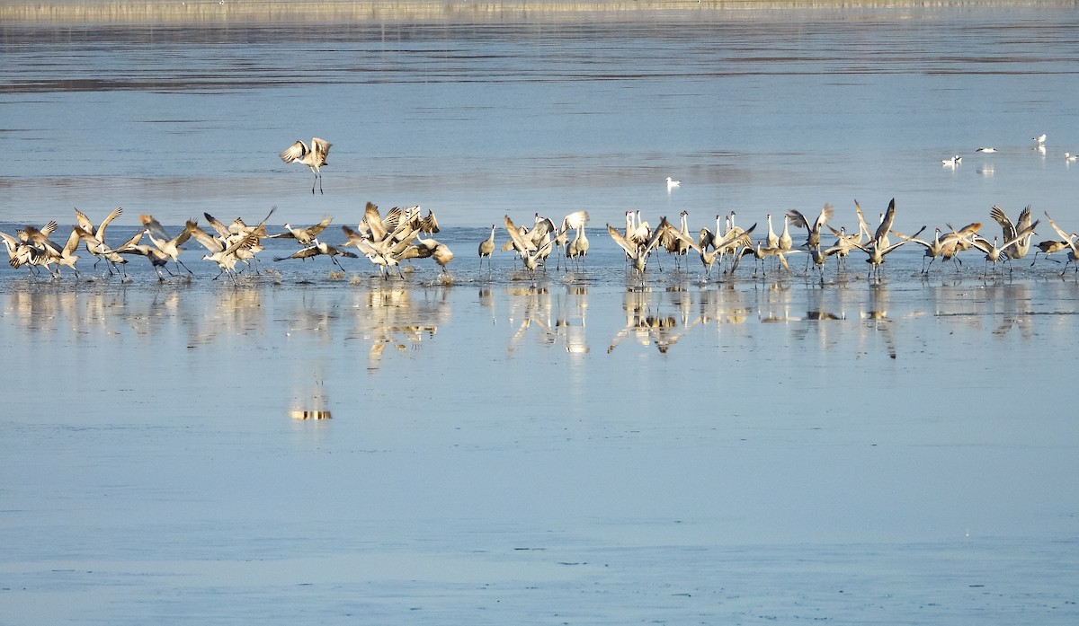 Журавель канадський - ML646804082