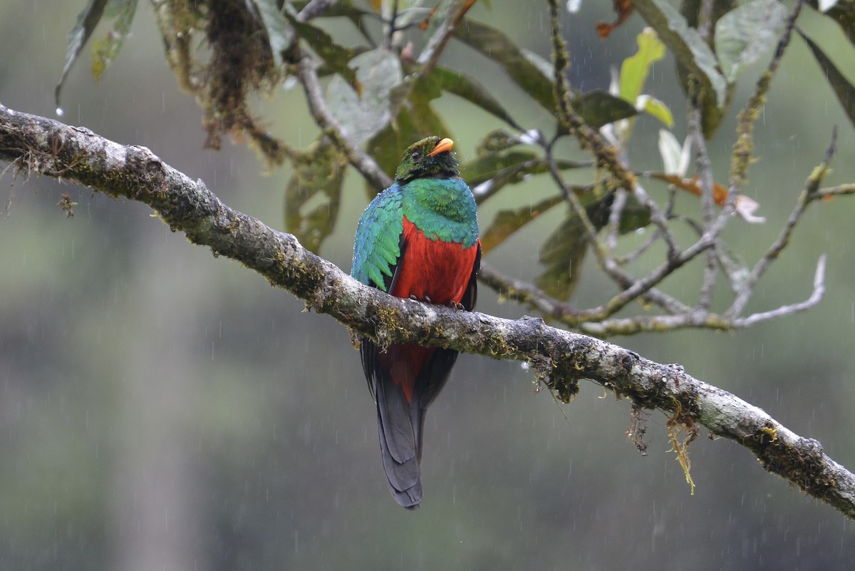 Goldkopftrogon - ML646804083