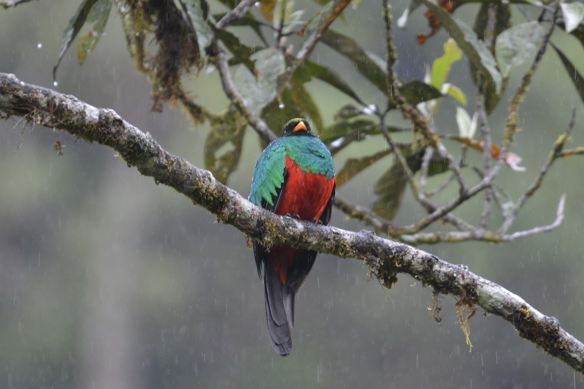 Goldkopftrogon - ML646804084