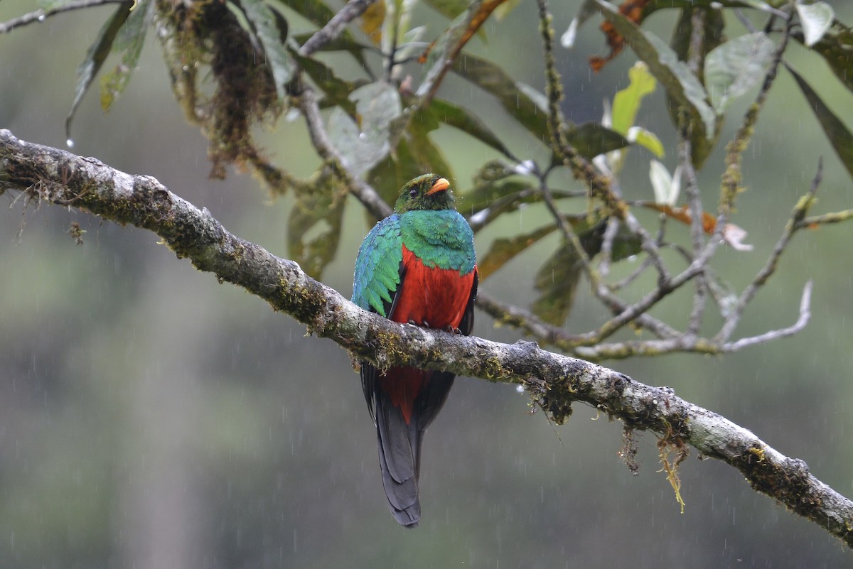 Goldkopftrogon - ML646804085