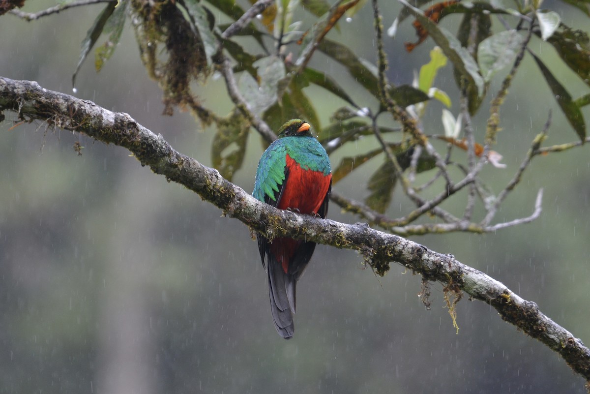 Goldkopftrogon - ML646804087