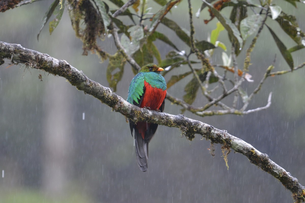 Goldkopftrogon - ML646804088