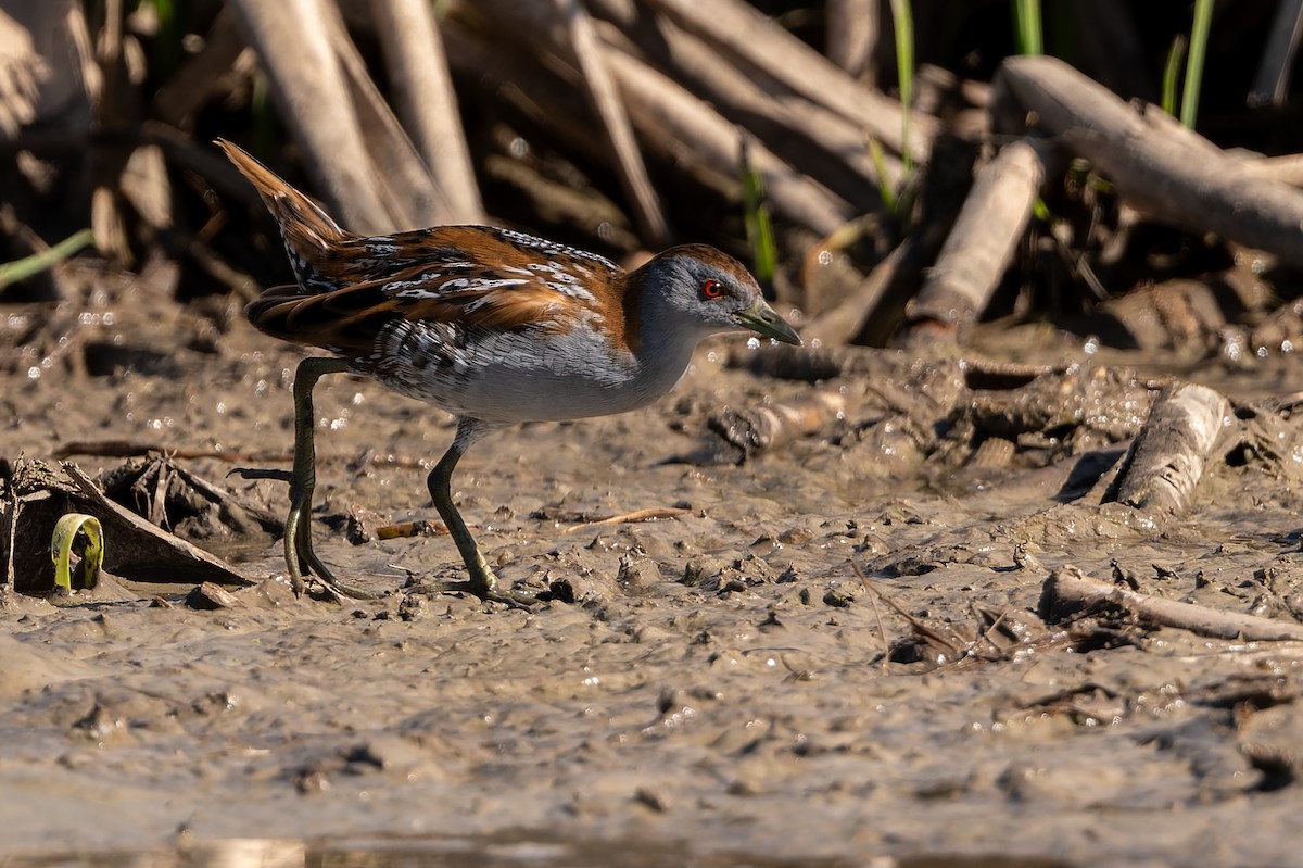 Zwergsumpfhuhn - ML646804089