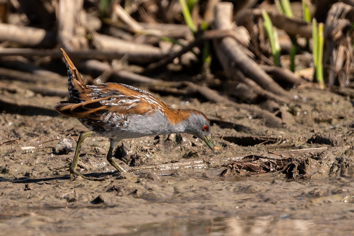 Zwergsumpfhuhn - ML646804090