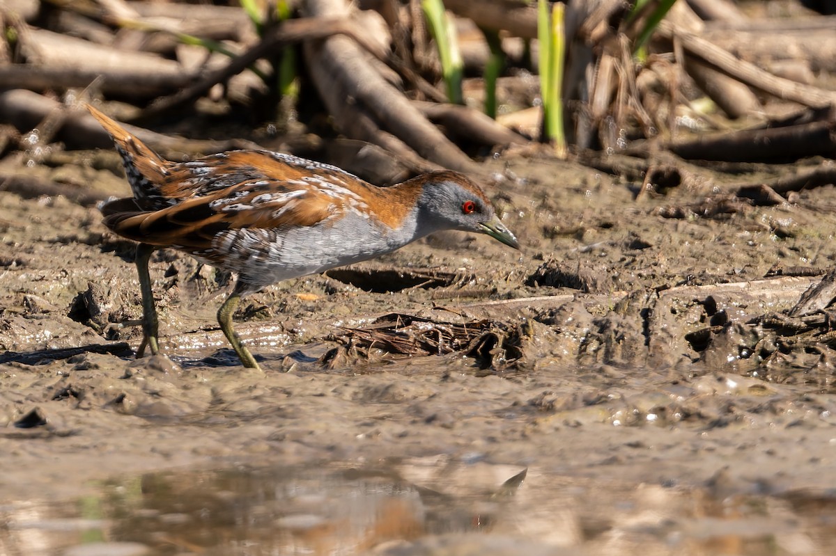 Zwergsumpfhuhn - ML646804091