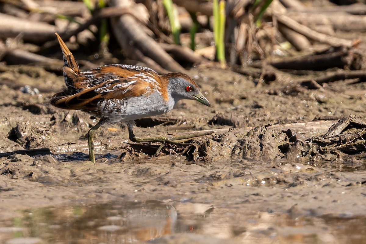 Zwergsumpfhuhn - ML646804092