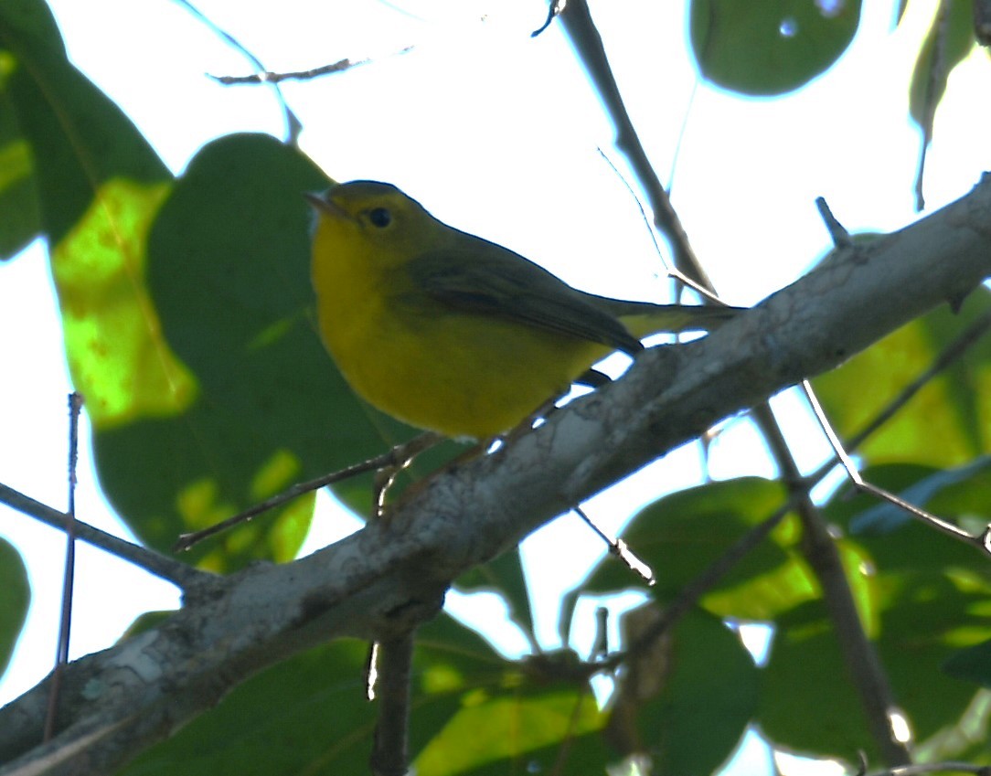 Малая вильсония - ML646804093