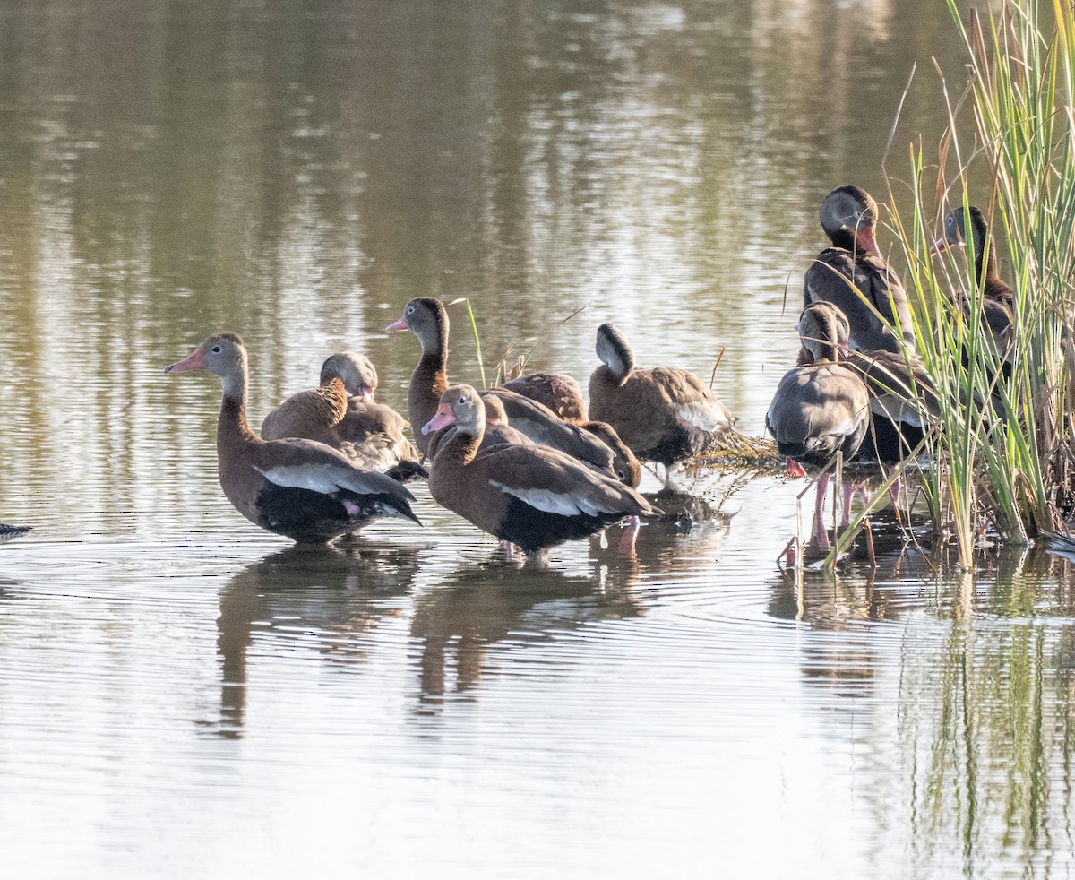 Black-bellied Whistling-Duck - ML646804094