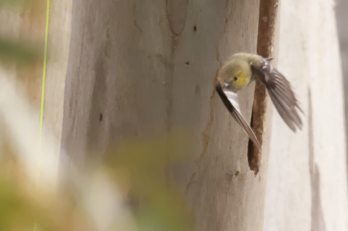 Forty-spotted Pardalote - ML646804095