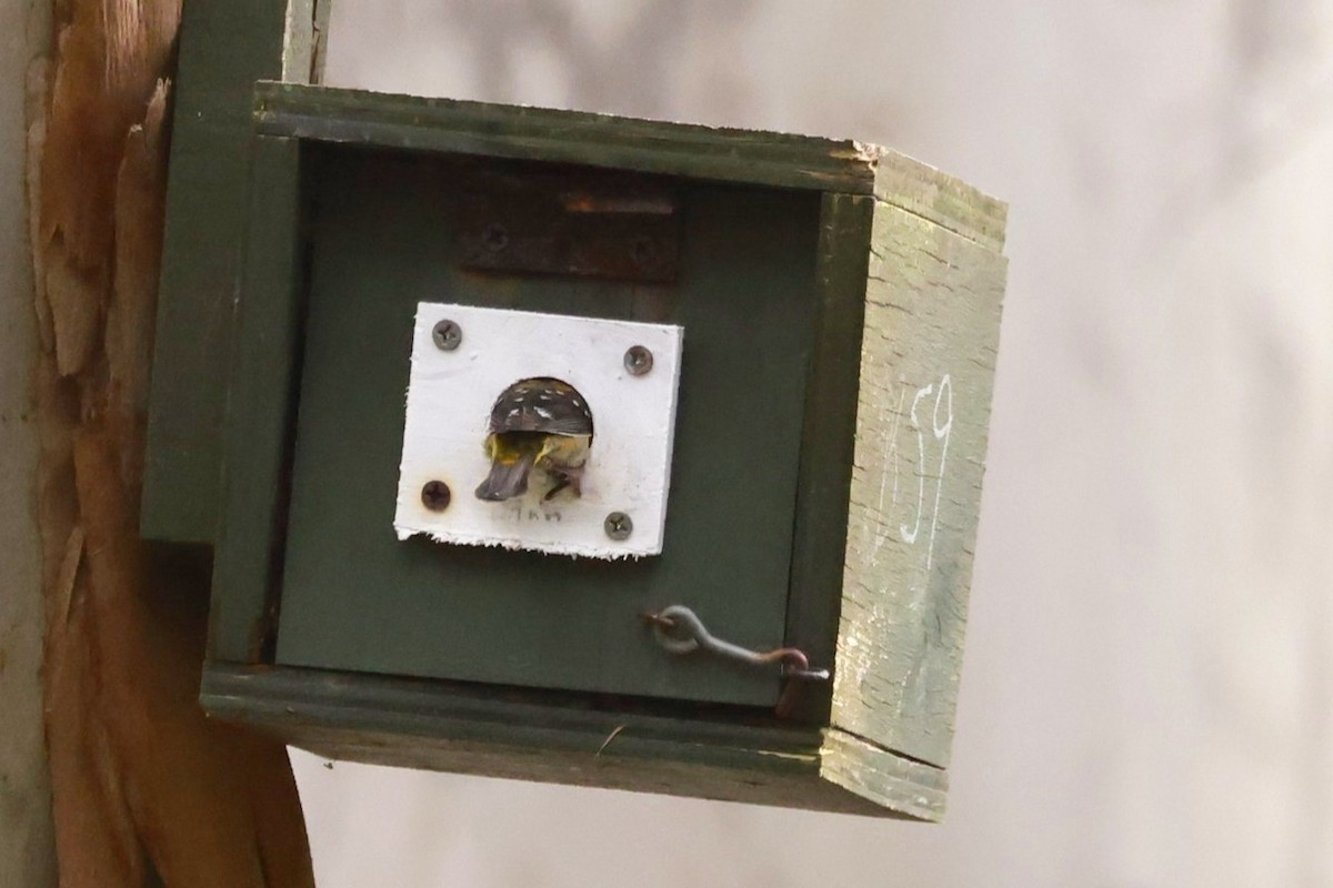 Forty-spotted Pardalote - ML646804096