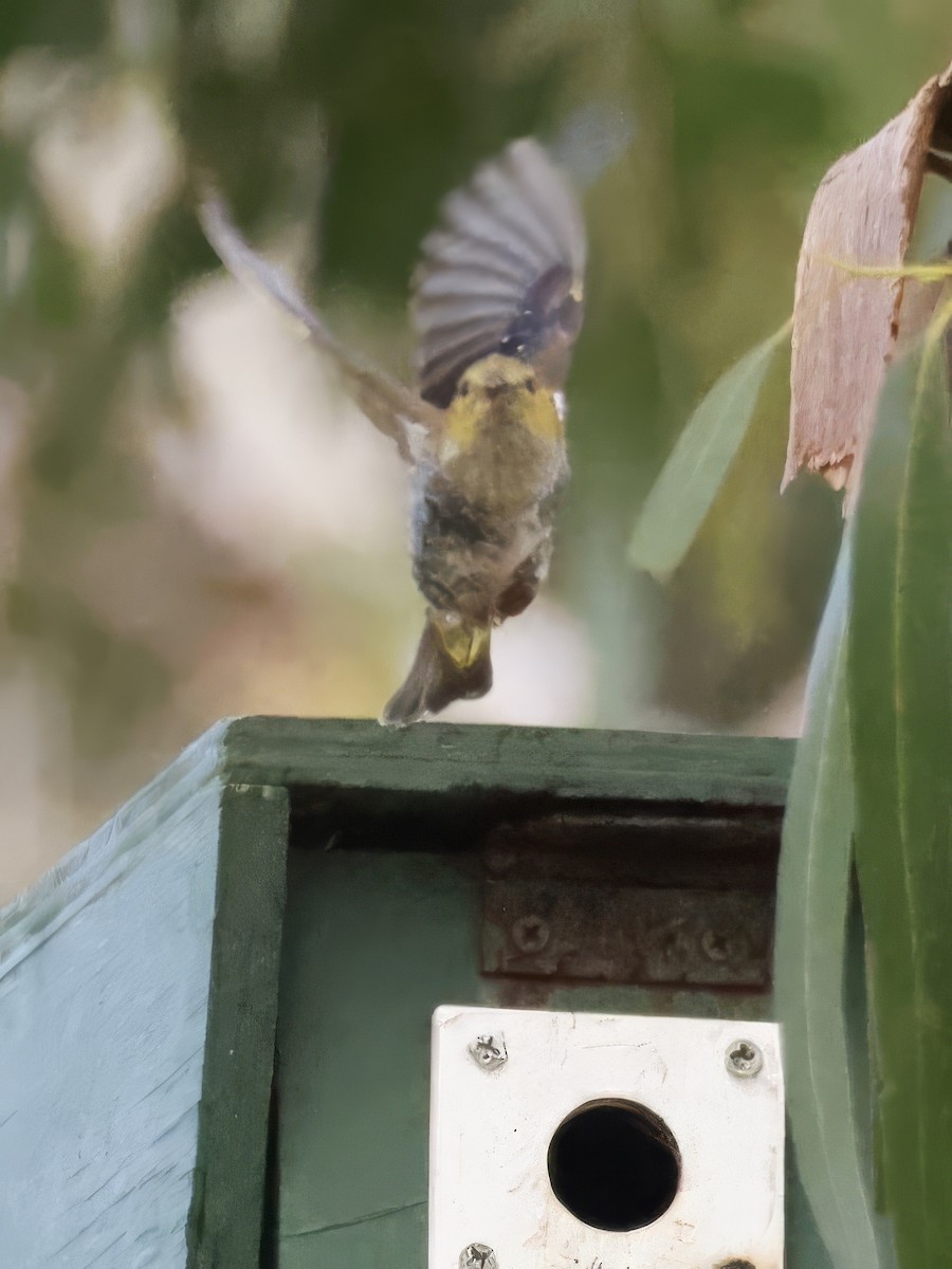 Forty-spotted Pardalote - ML646804097