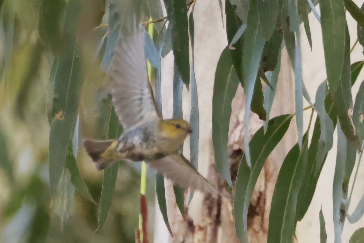 Forty-spotted Pardalote - ML646804098