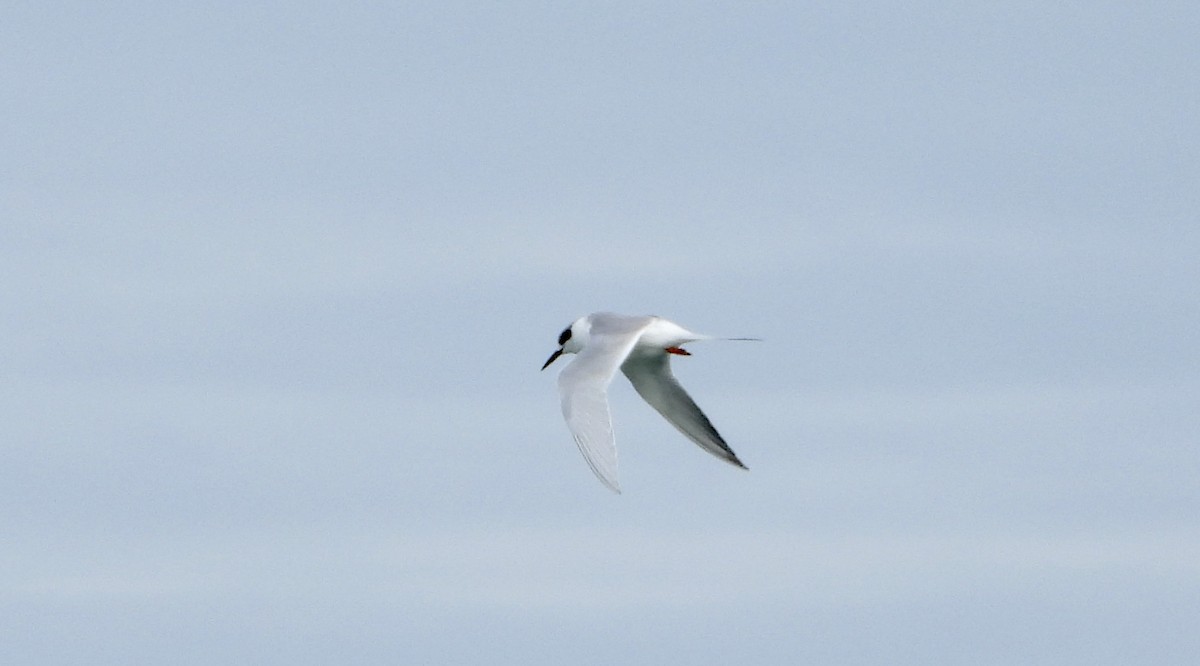 Forster's Tern - ML646804100