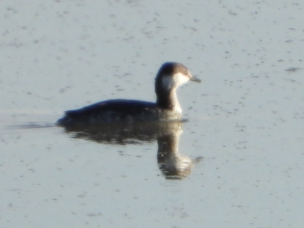 horndykker - ML646804101