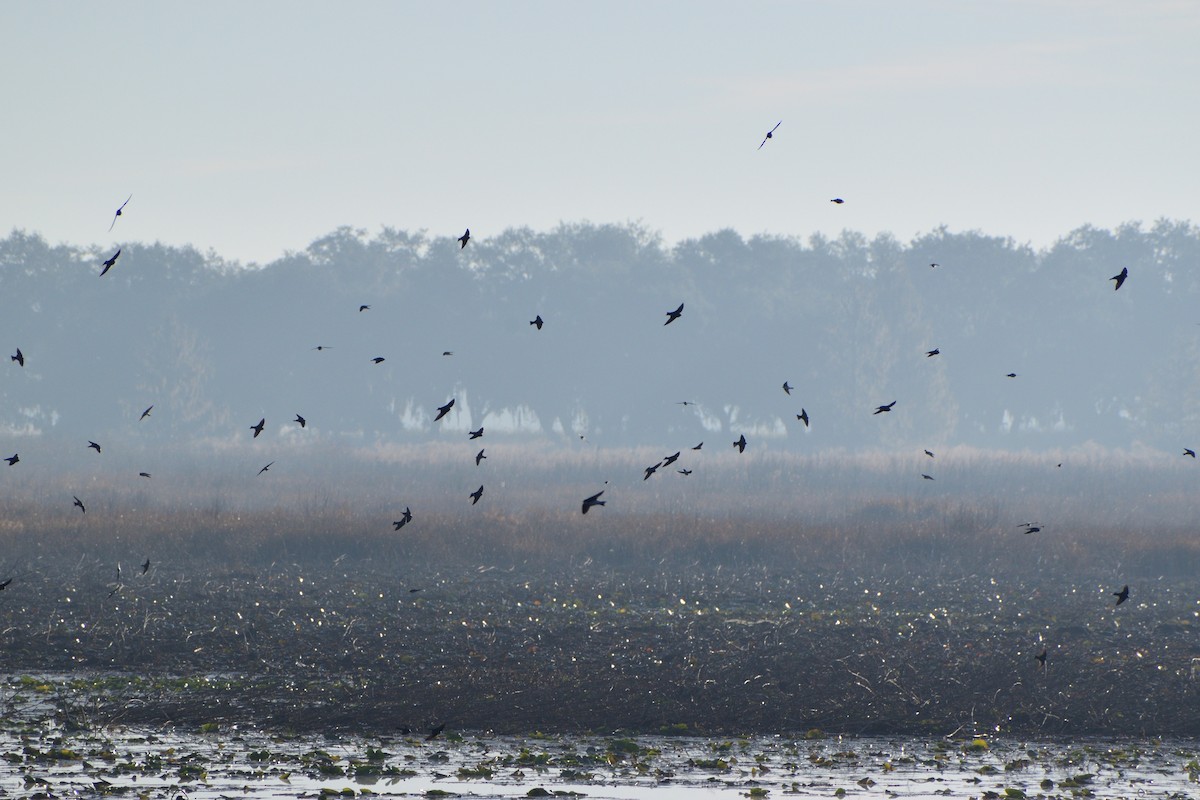 Tree Swallow - ML646804102