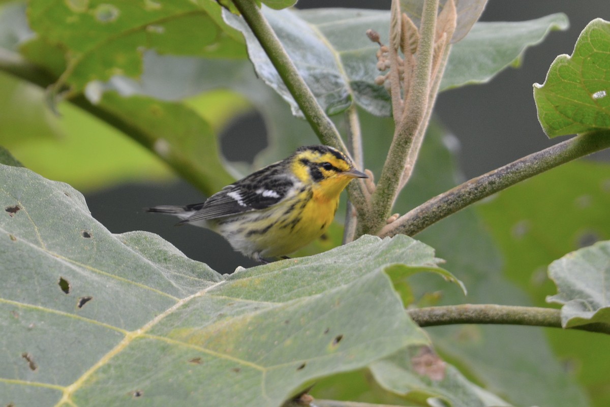 Reinita Gorjinaranja - ML646804110