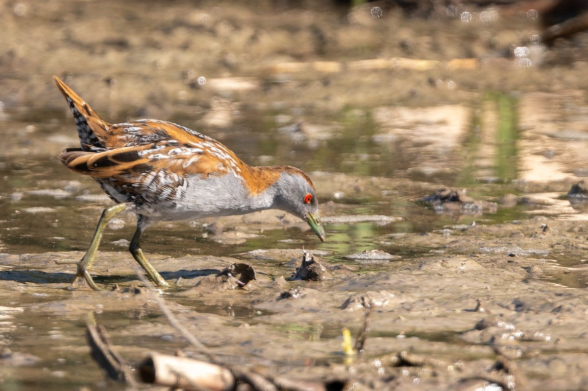 Zwergsumpfhuhn - ML646804116