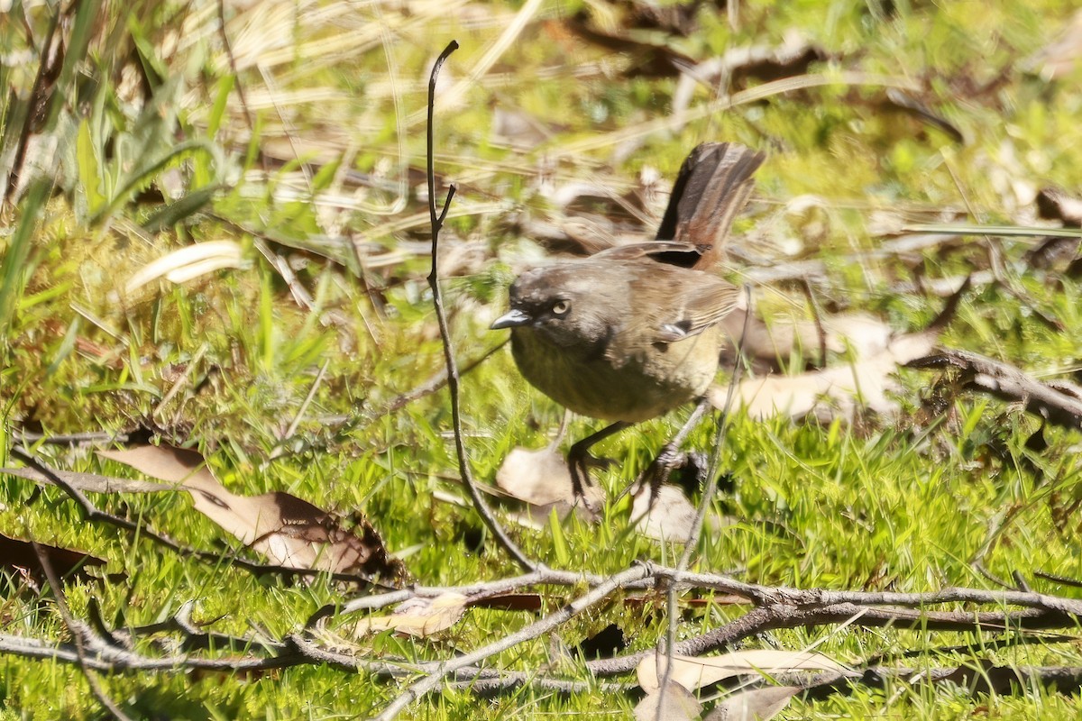 Tasmanian Scrubwren - ML646804119