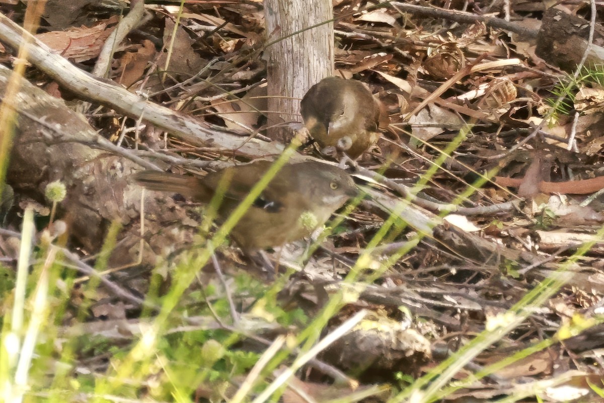 Tasmanian Scrubwren - ML646804120