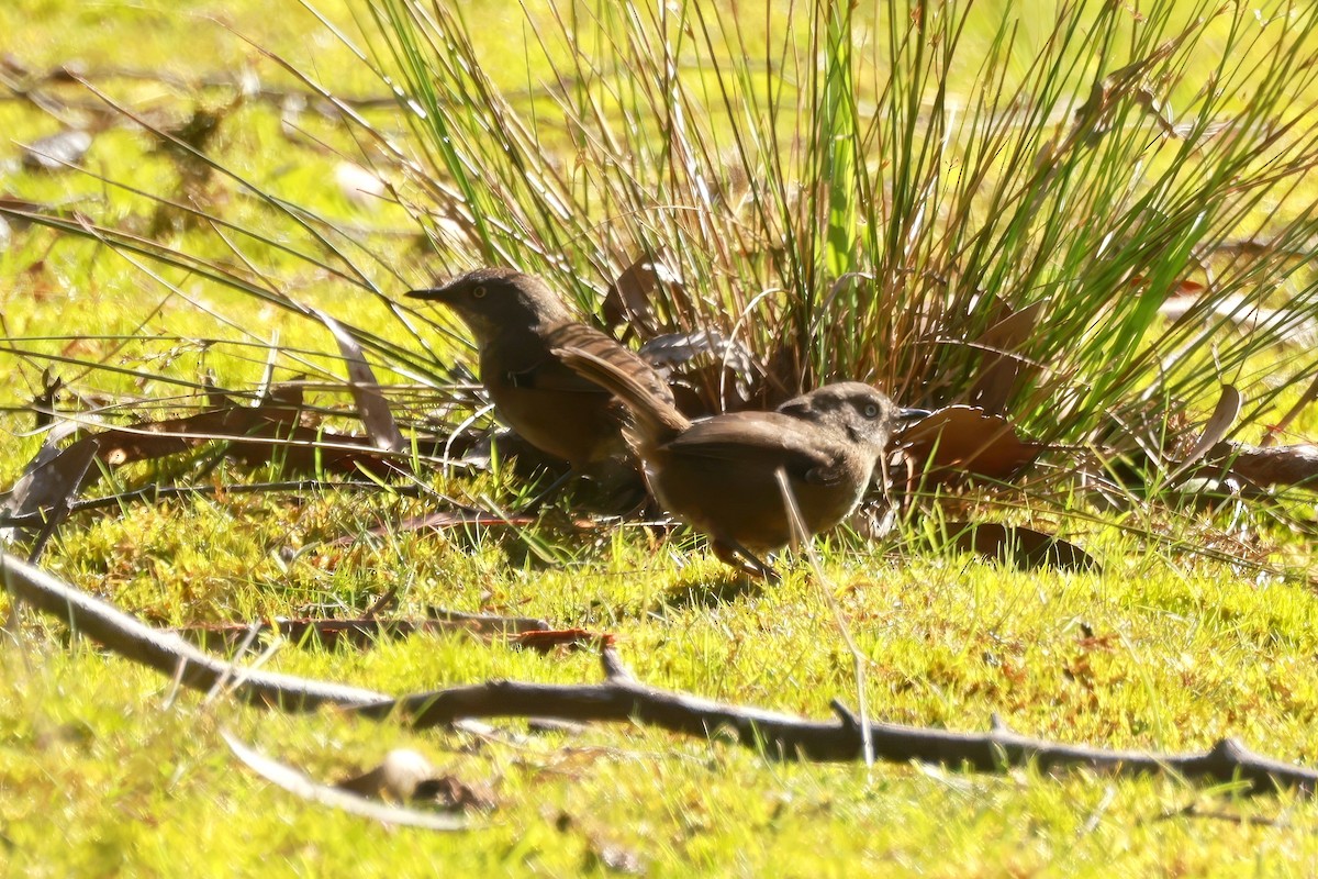 Tasmanian Scrubwren - ML646804121