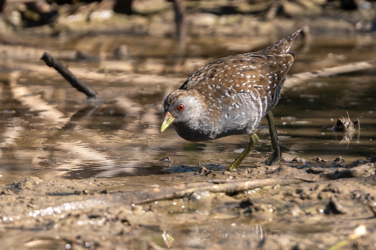 Flusssumpfhuhn - ML646804122