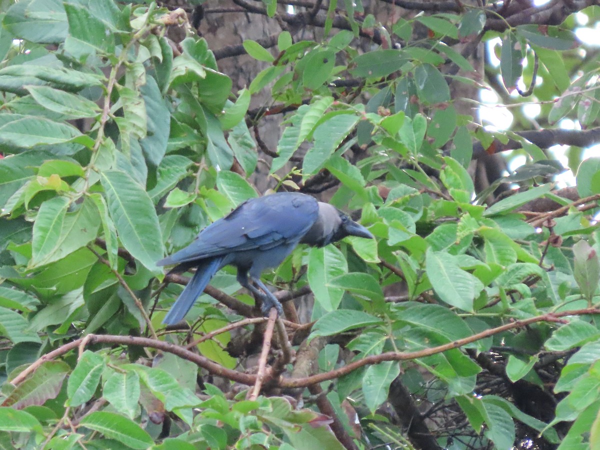 家烏鴉 - ML646804124