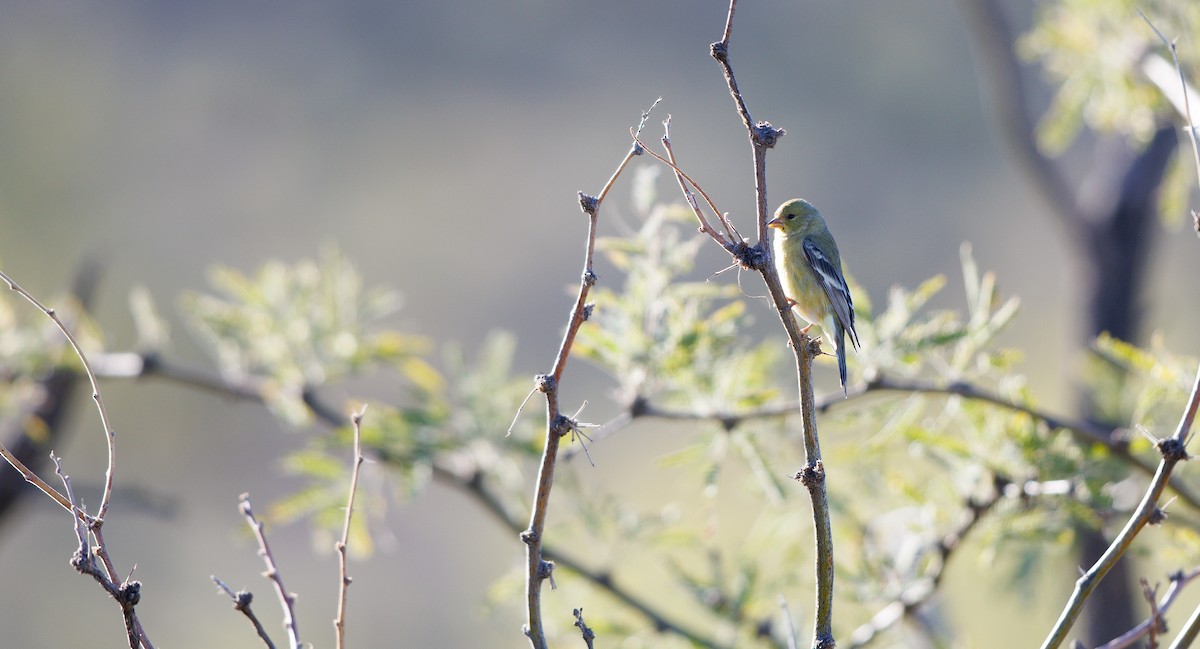 Chardonneret mineur - ML646804125