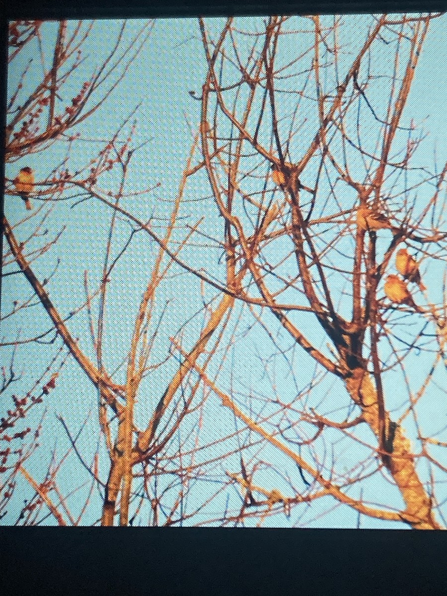 Baltimore Oriole - ML646804127