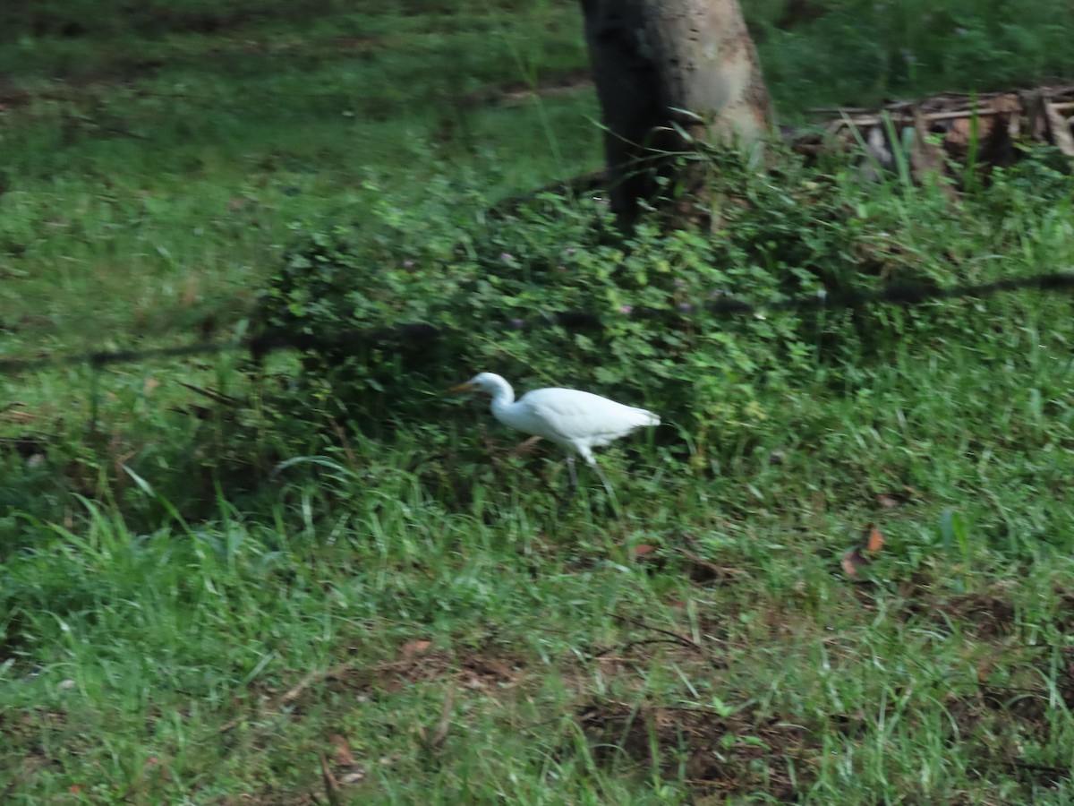 黃頭鷺 - ML646804128