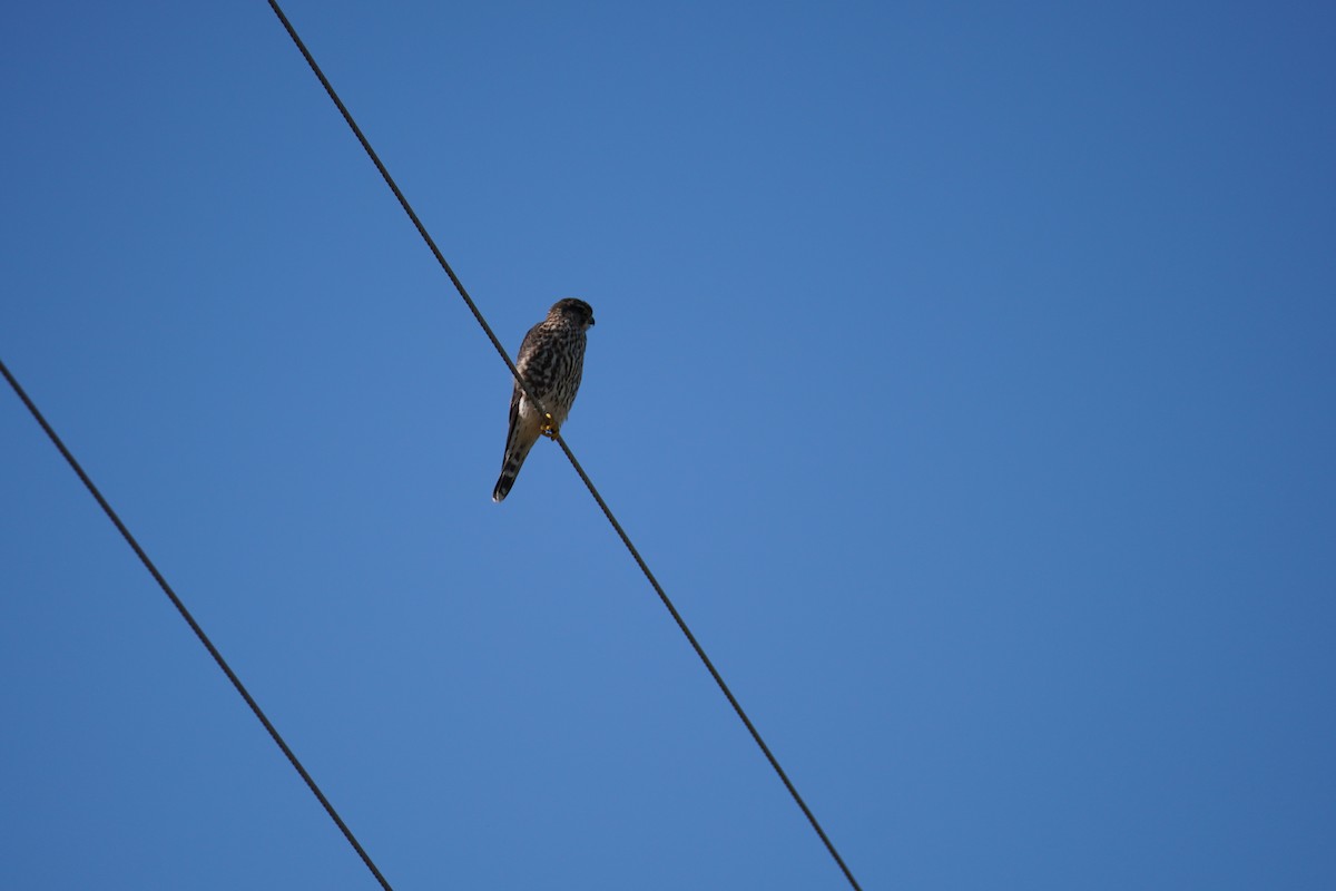 Хайргууна шонхор - ML646804132