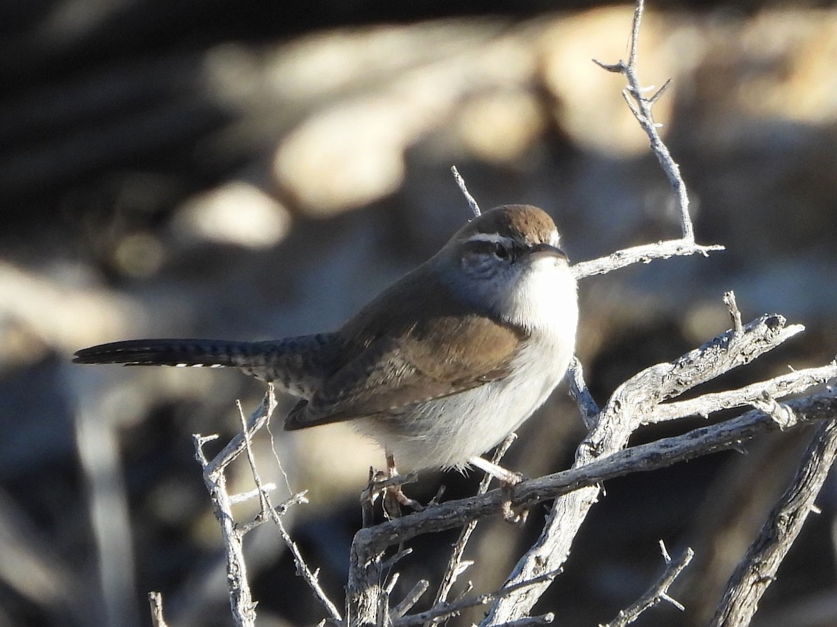 langstjertsmett - ML646804133