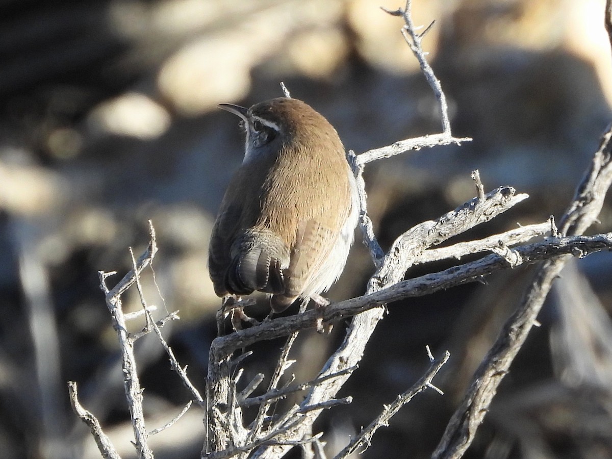 langstjertsmett - ML646804134