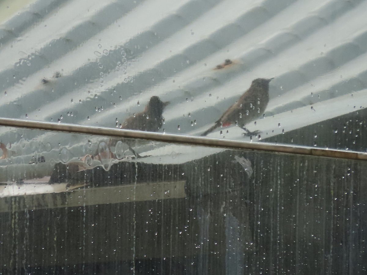 Red-vented Bulbul - ML646804136