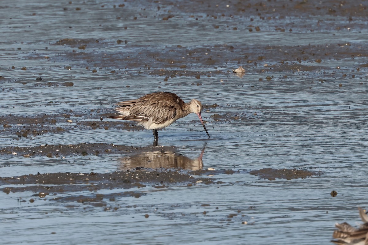Barge rousse - ML646804137