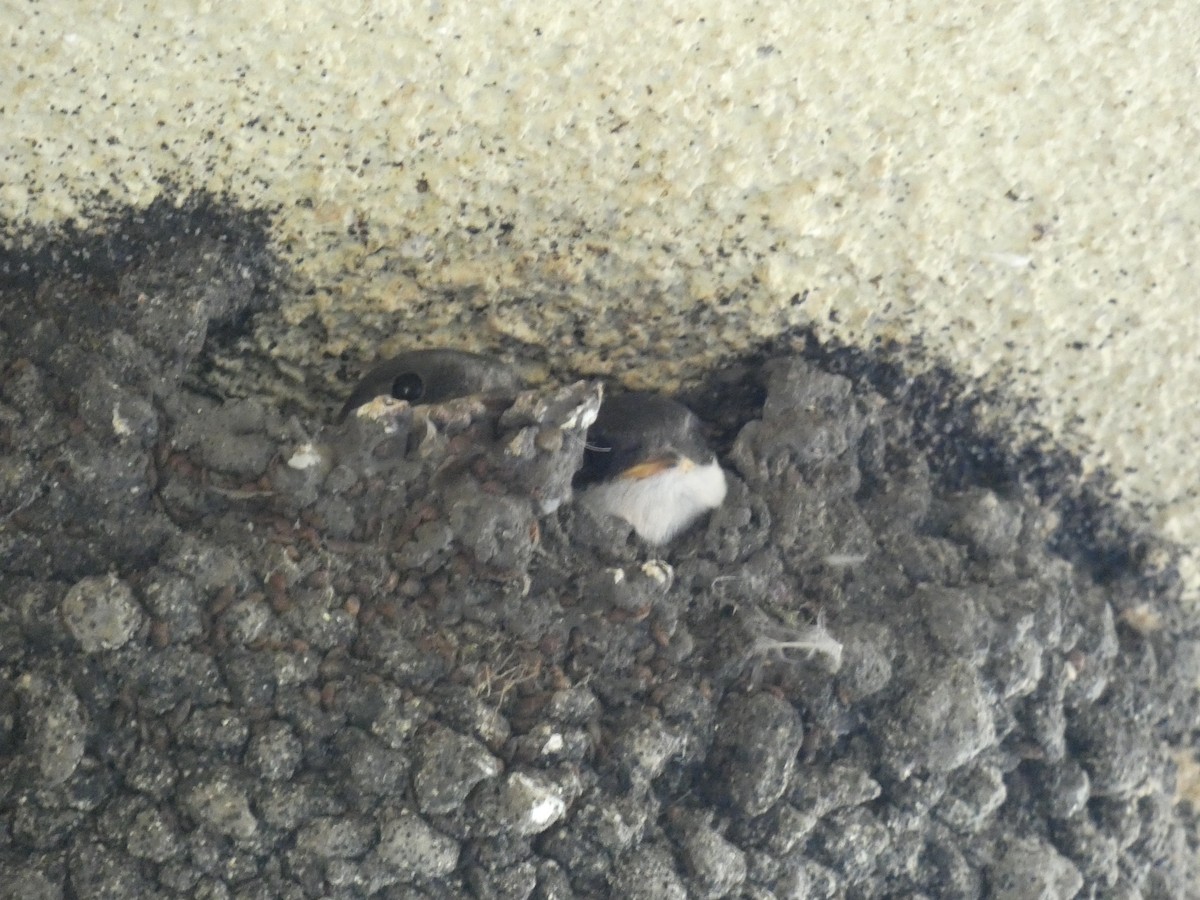 Western House-Martin - ML646804138