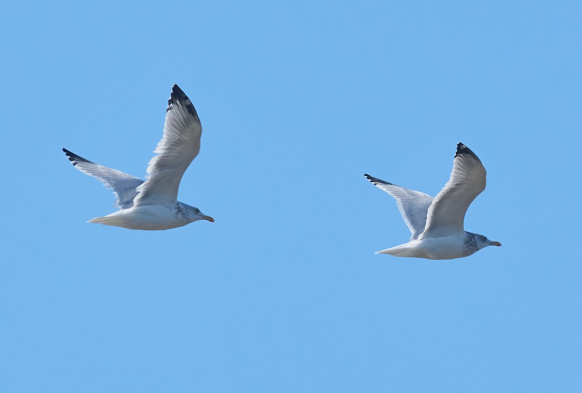 amerikagråmåke - ML646804140