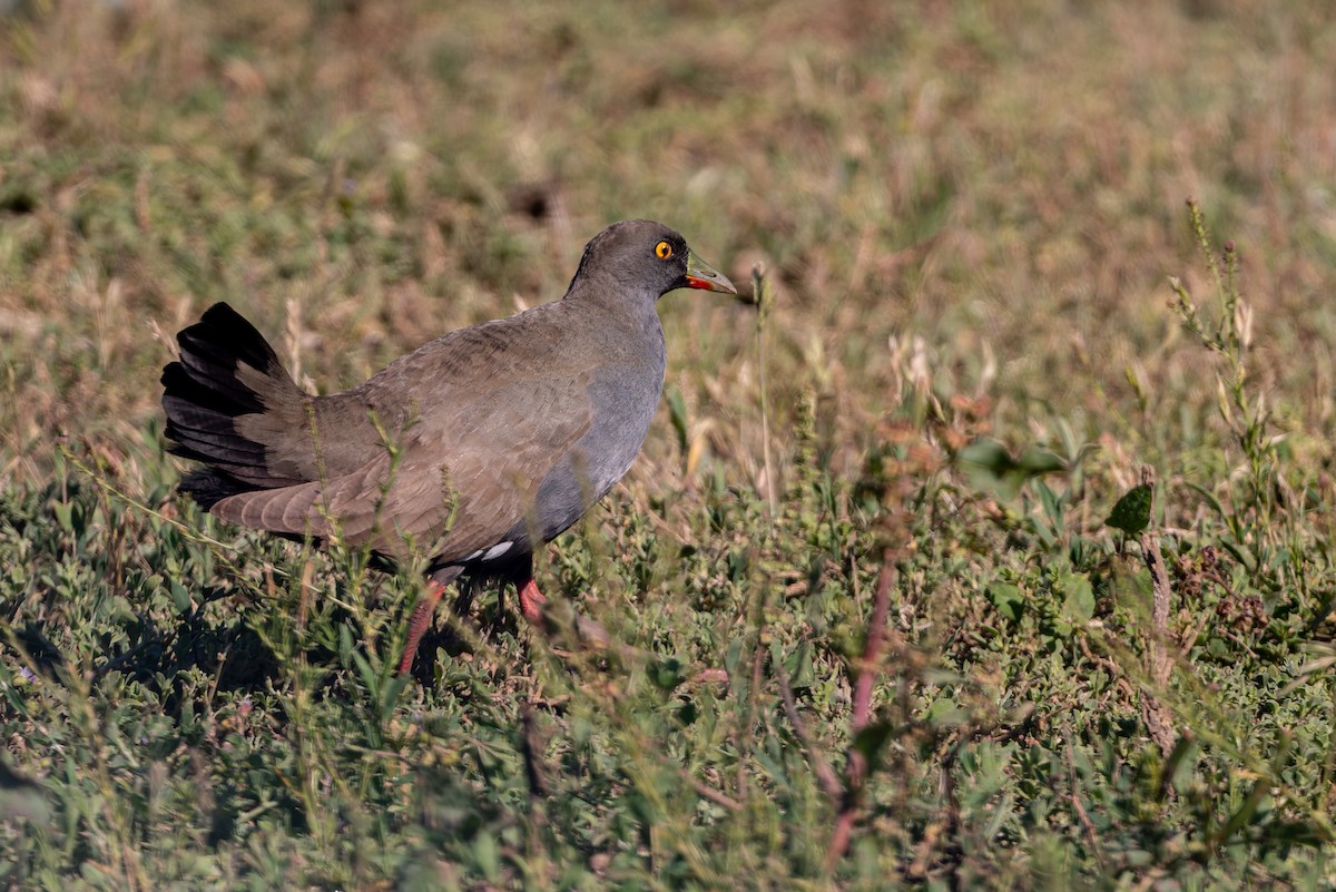 Rotfuß-Teichhuhn - ML646804141