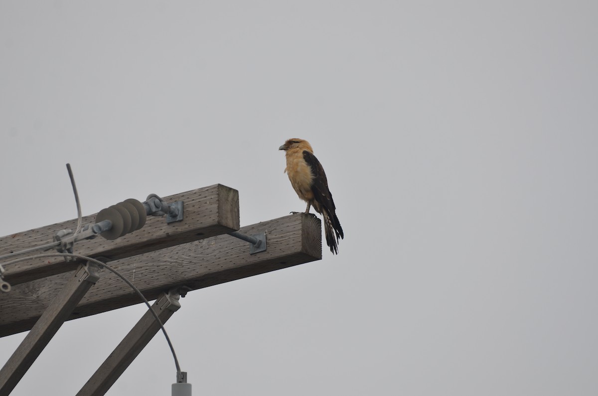 Sarı Başlı Karakara - ML646804144